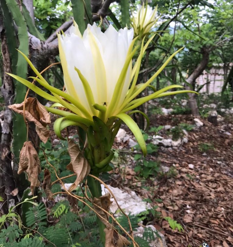 Pitaya o Pitahaya, ¿Son la misma fruta?